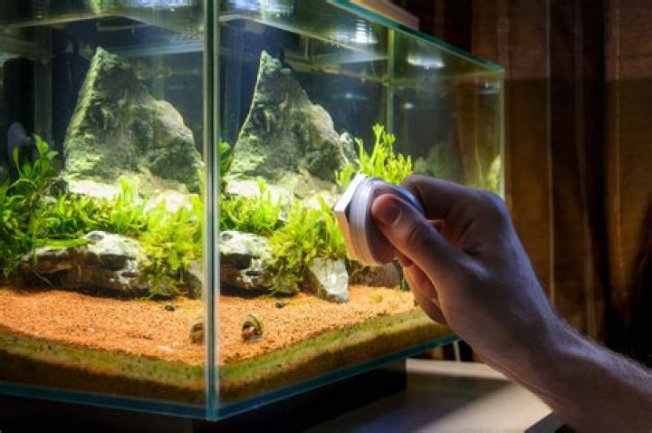Algae in fish tank - How To Discuss