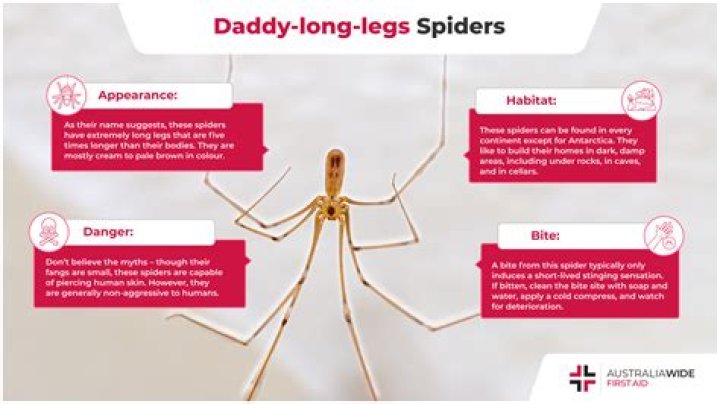 Baby Daddy Long Legs - How To Discuss