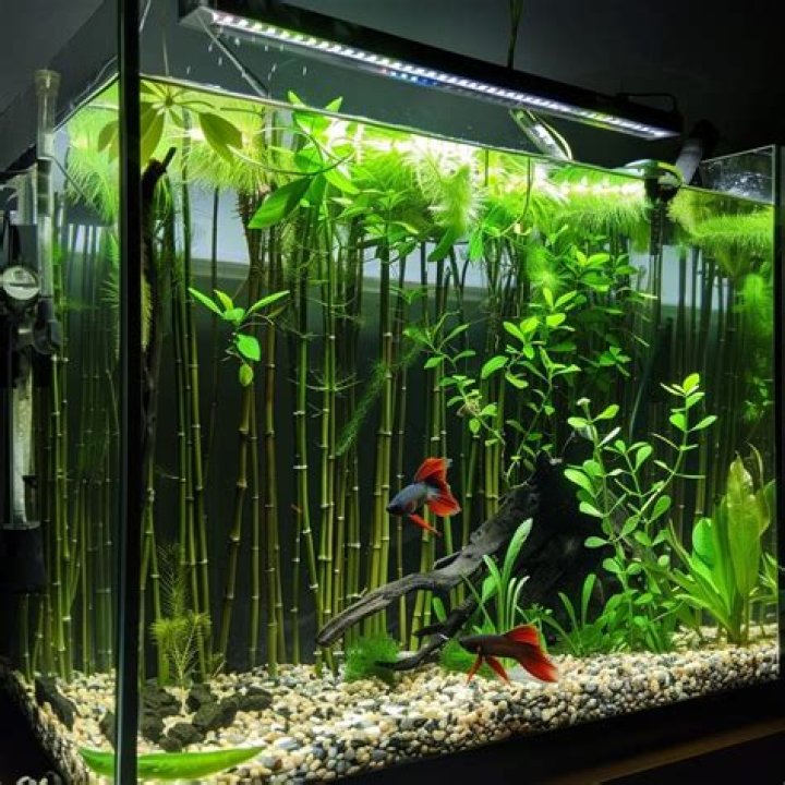 Bamboo aquarium - How To Discuss