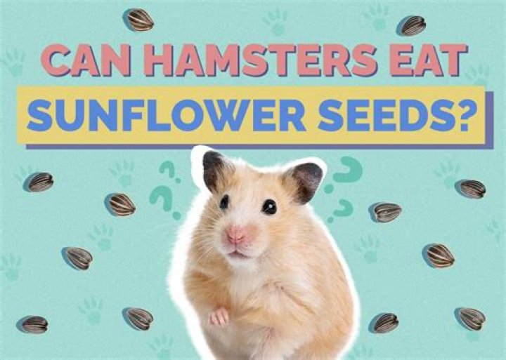 Can Hamsters Eat Carrots - How To Discuss
