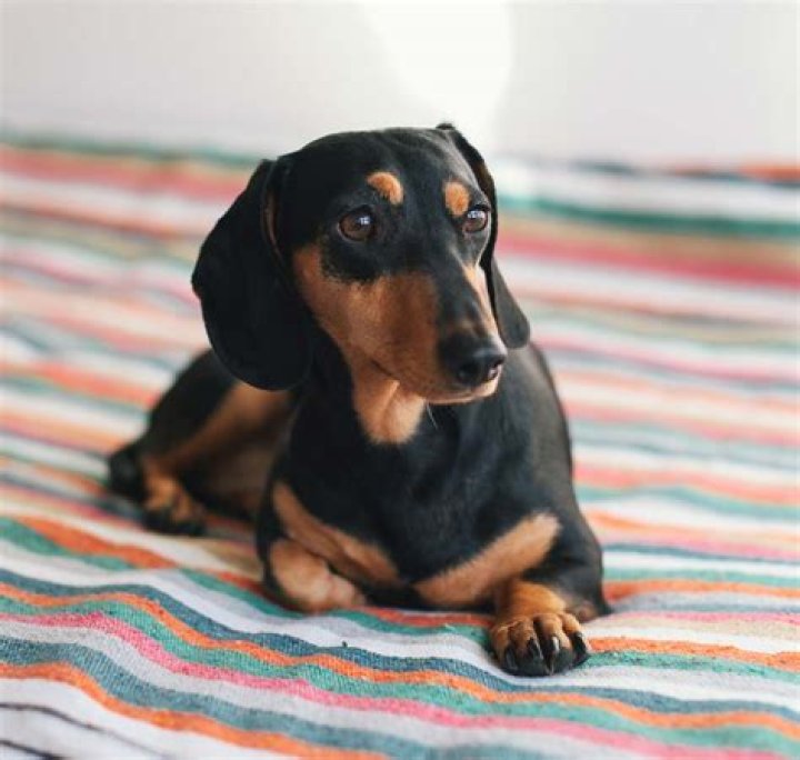 Daschund - How To Discuss