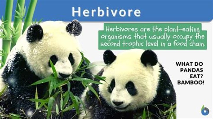 Define Herbivore - How To Discuss