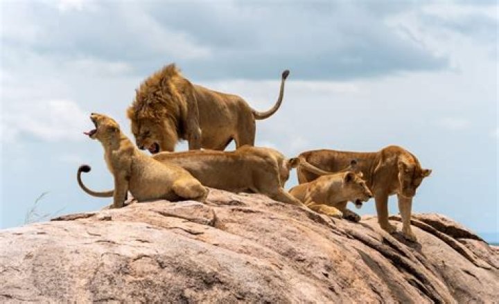 Do Male Lions Mate With Their Daughters