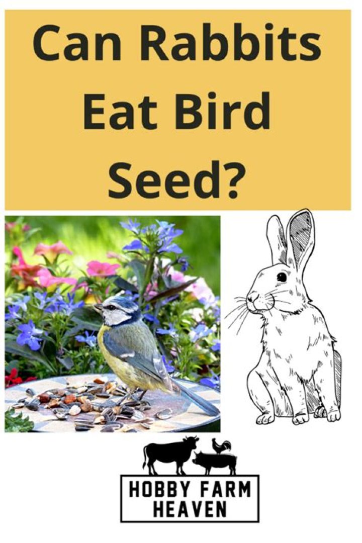Do Rabbits Eat Bird Seed