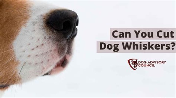 Dog Whiskers Pulled Out - How To Discuss