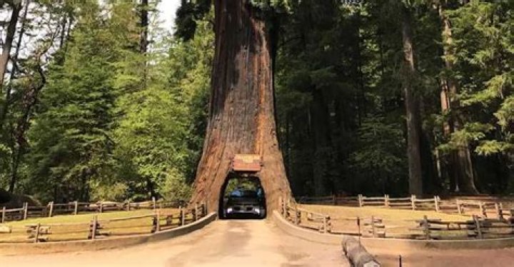 Drive Through Redwood Tree - How To Discuss