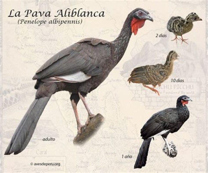 Filhote De PavÃ£o - How To Discuss