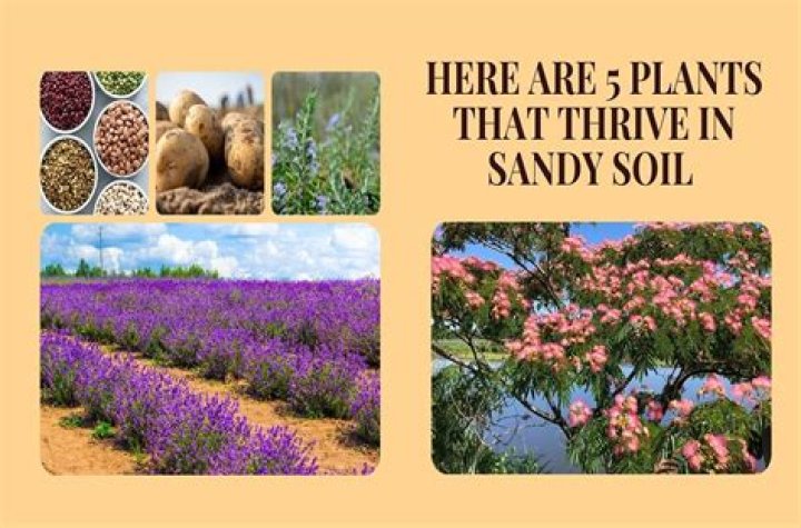 Fruits That Grow In Sandy Soil