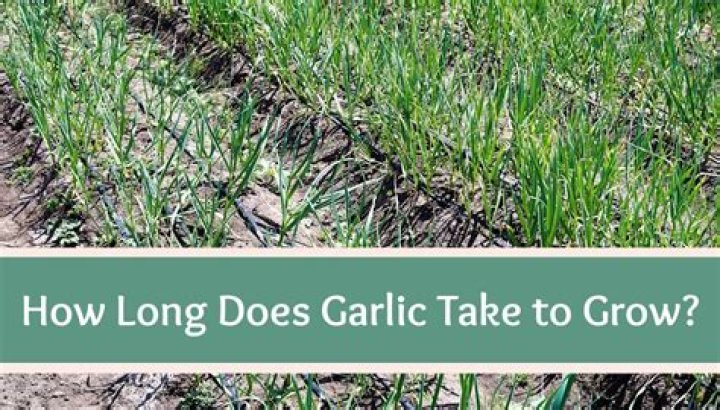 How long does garlic take to grow