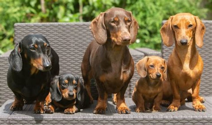 How Miniature Dachshund Dogs Is Different From Each Other