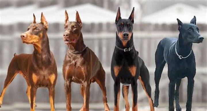 How Much Are Doberman Puppies