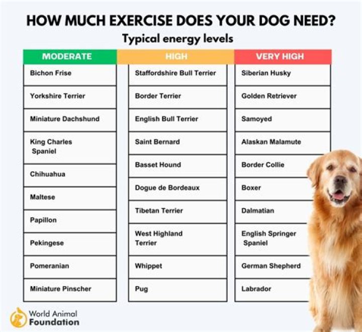 How Much Exercise Does A Dog Need Everyday Calculator