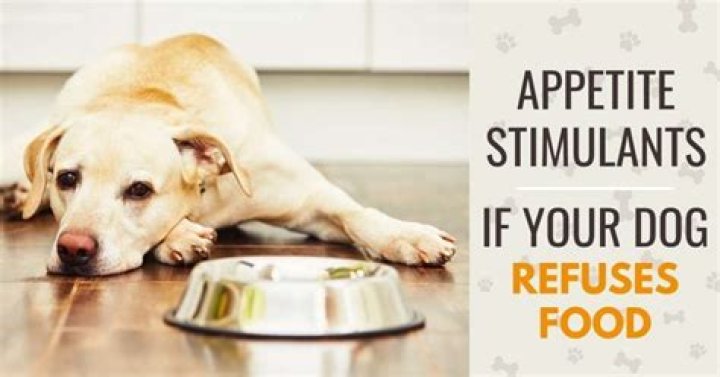 How to get a dog to eat
