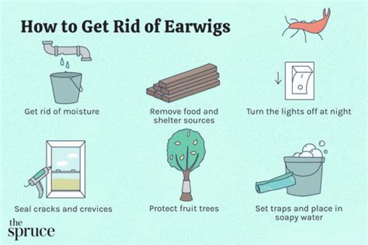 How to get rid of earwigs