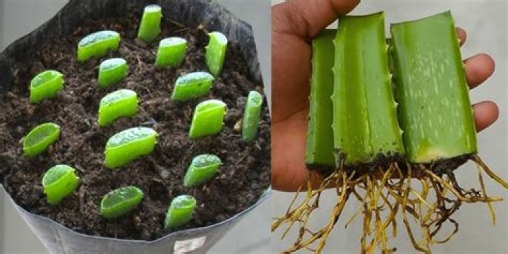 How to grow aloe vera from leaf