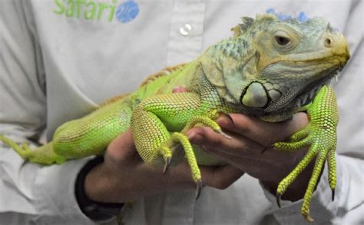 Iguana enclosure - How To Discuss