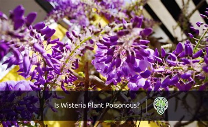 Is wisteria poisonous - How To Discuss