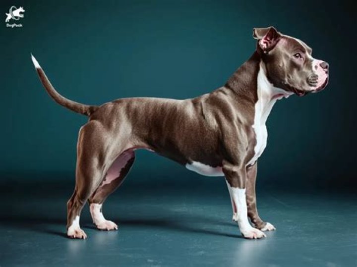 Long Haired Pitbull - How To Discuss
