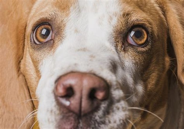 Olho Do Cachorro Remelando - How To Discuss