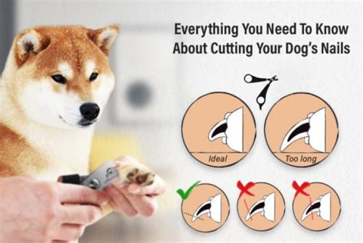 Painted Dog Nails - How To Discuss