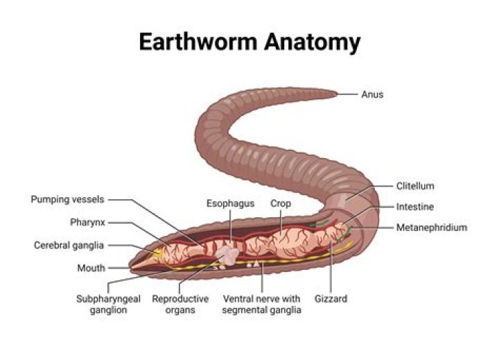 Parts Of A Worm - How To Discuss