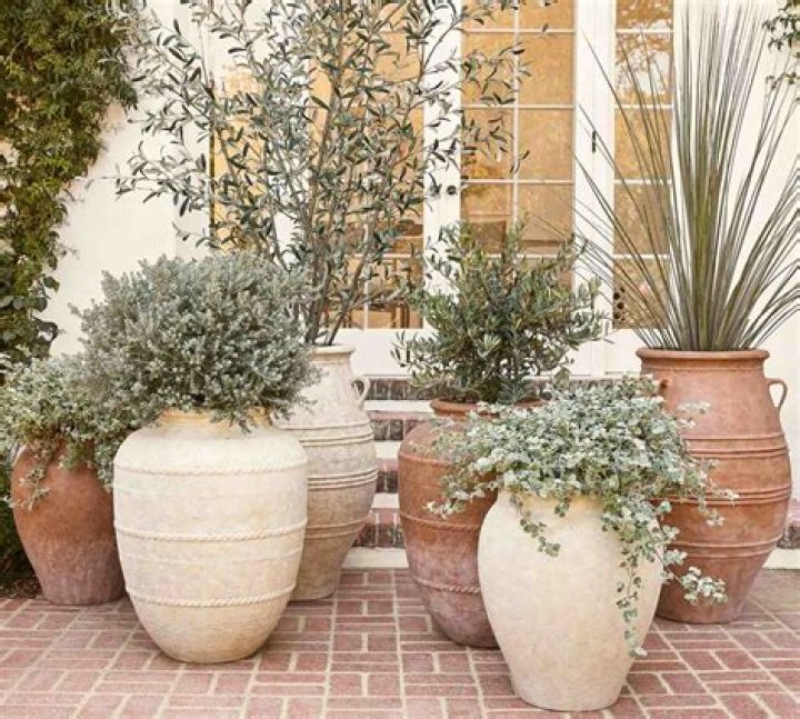 Privacy plants in pots - How To Discuss