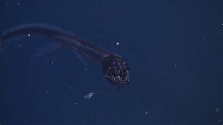Quick Answer: How Long Does A Dragon Fish Live