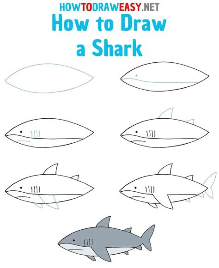Rostrum Shark - How To Discuss