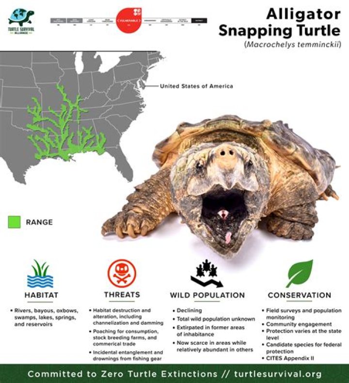 Snapping Turtle Bite - How To Discuss