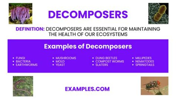 Types Of Decomposers - How To Discuss
