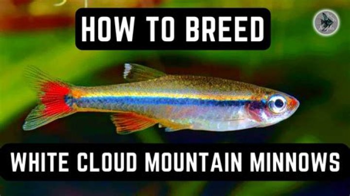 What Do Minnows Eat - How To Discuss