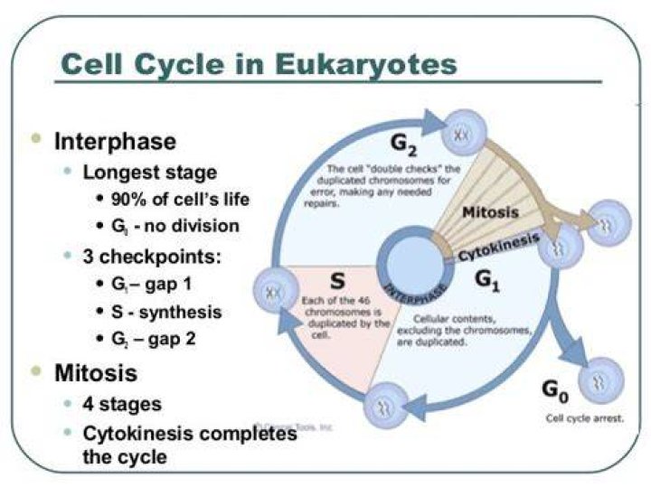 What Is The Longest Stage Of Cell Cycle