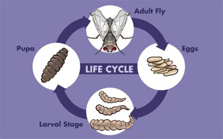Where Do Maggots Come From