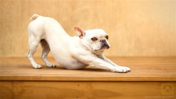 Why Does My Dog Keep Arching His Back
