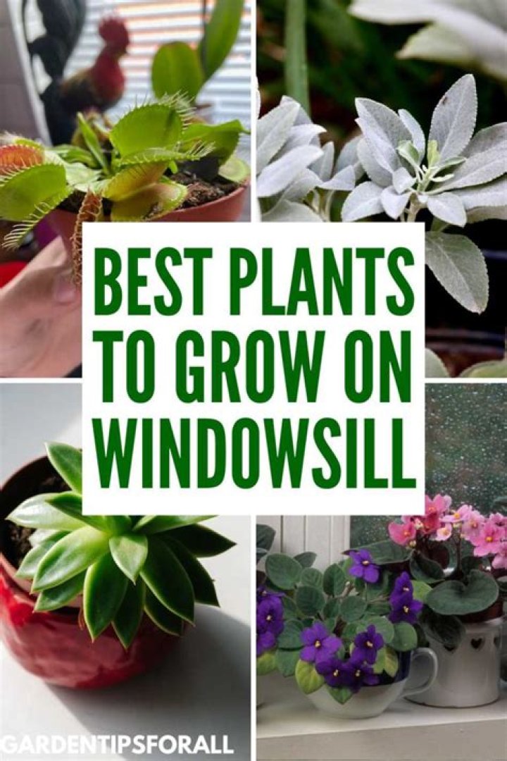 Window Well Plants - How To Discuss