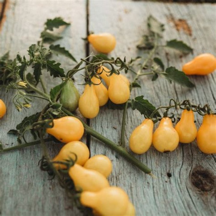 Yellow pear tomato - How To Discuss